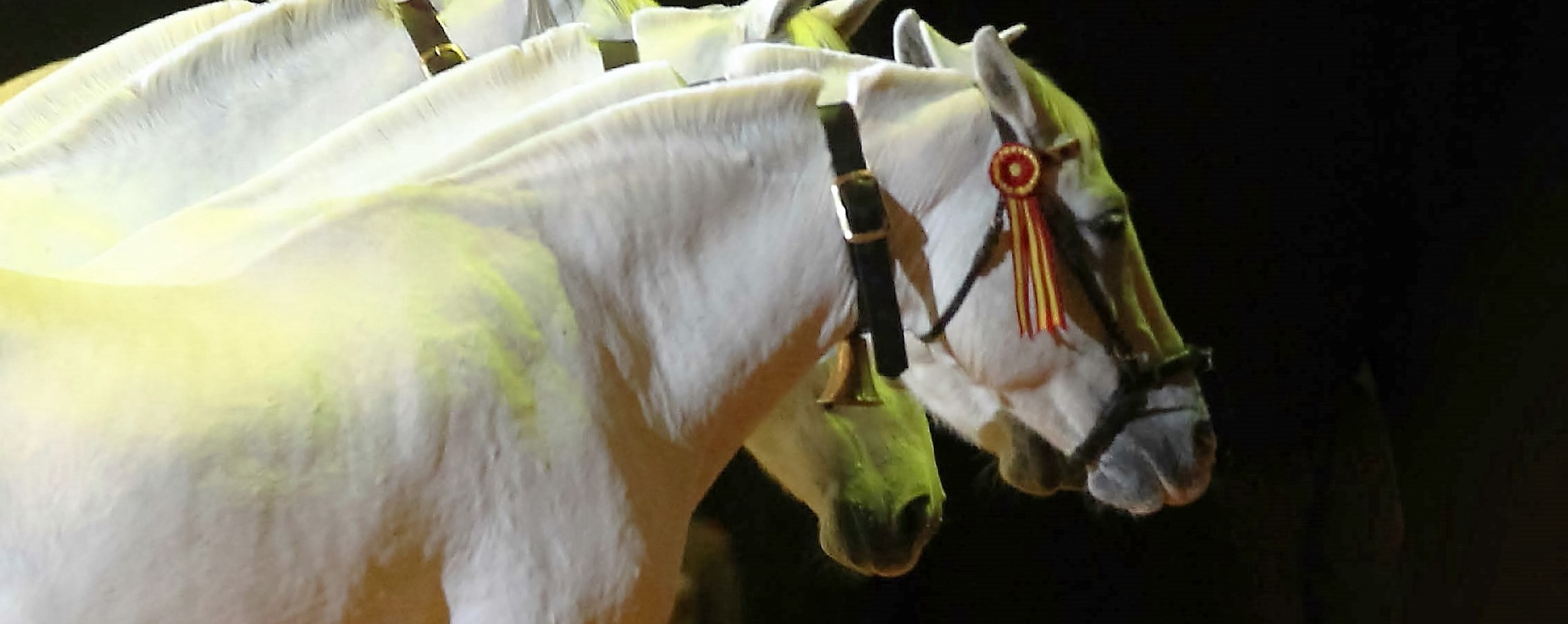 Exposición "Cría caballar de las Fuerzas Armadas. 150 años de servicio" en Ceuta