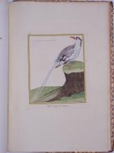 Pulsa aquí para aumentar la imagen BUFFON, Georges Louis Leclerc, conde de Histoire naturelle des oiseaux